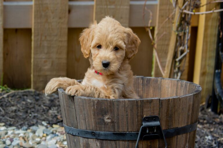 mini goldendoodle in a wooden can
