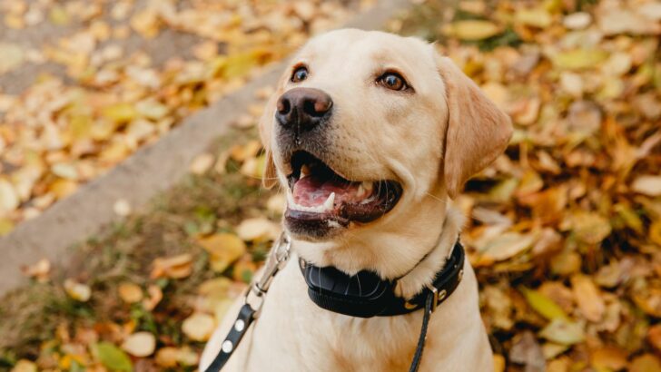 The 9 Best Invisible Dog Fences For Everyone