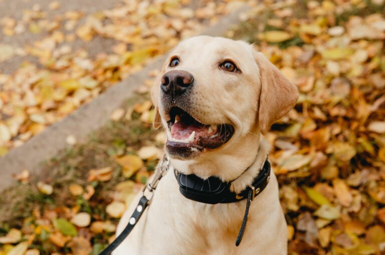 cute retriever dog with necklace for invisible fence