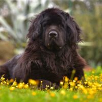 Newfoundland lies on the grass and rests