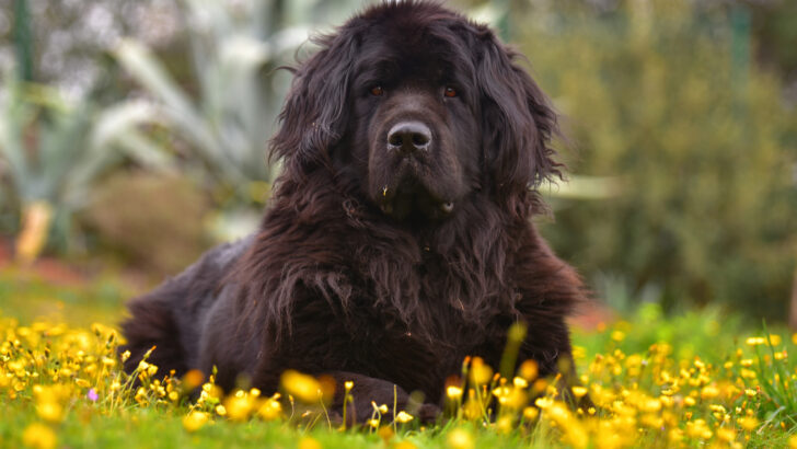 The 9 Best Newfoundland Dog Breeders In The United States