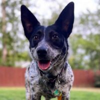 blue heeler corgi mix