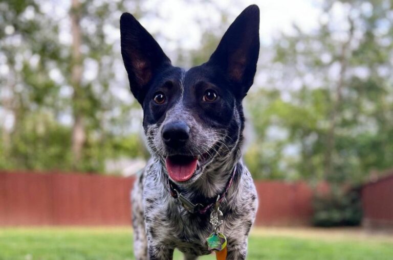 blue heeler corgi mix