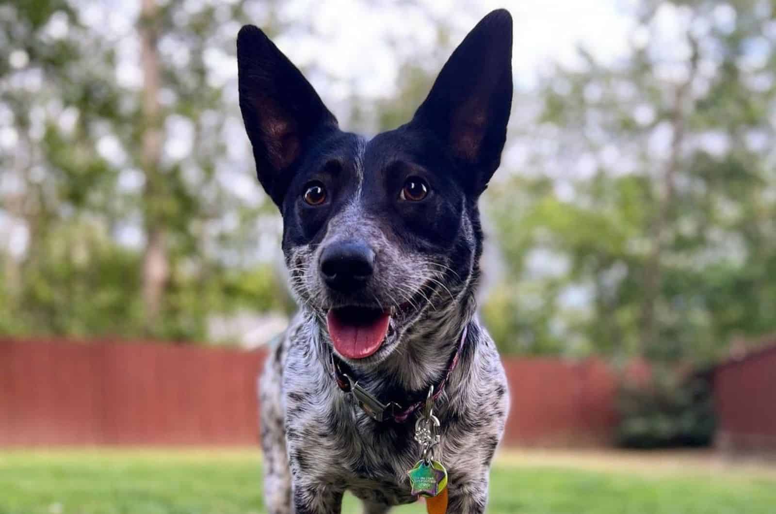 The Blue Heeler Corgi Mix: Everything You Need To Know