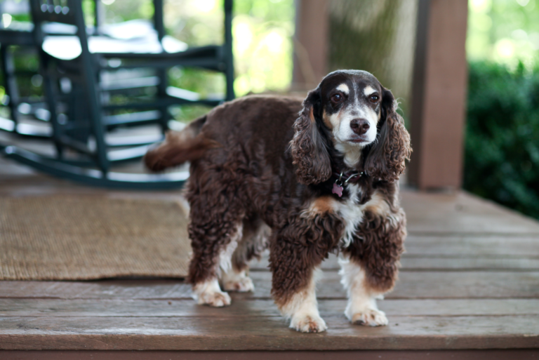 beautiful Mini Cocker Spaniel