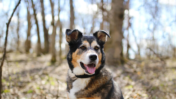 The Miniature German Shepherd: Mini Cuteness Overload