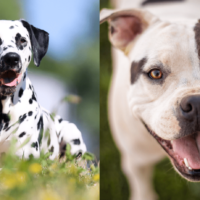 the pitbull dalmatian mix