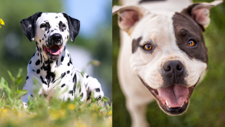 the pitbull dalmatian mix