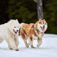 running Husky and Samoyed dog on sled dog racing