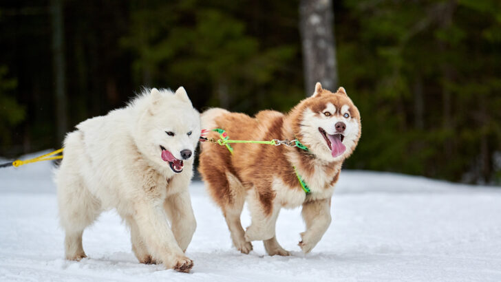 These 27 Russian Dog Breeds Will Leave You Amazed