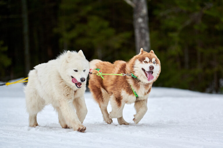 running Husky and Samoyed dog on sled dog racing