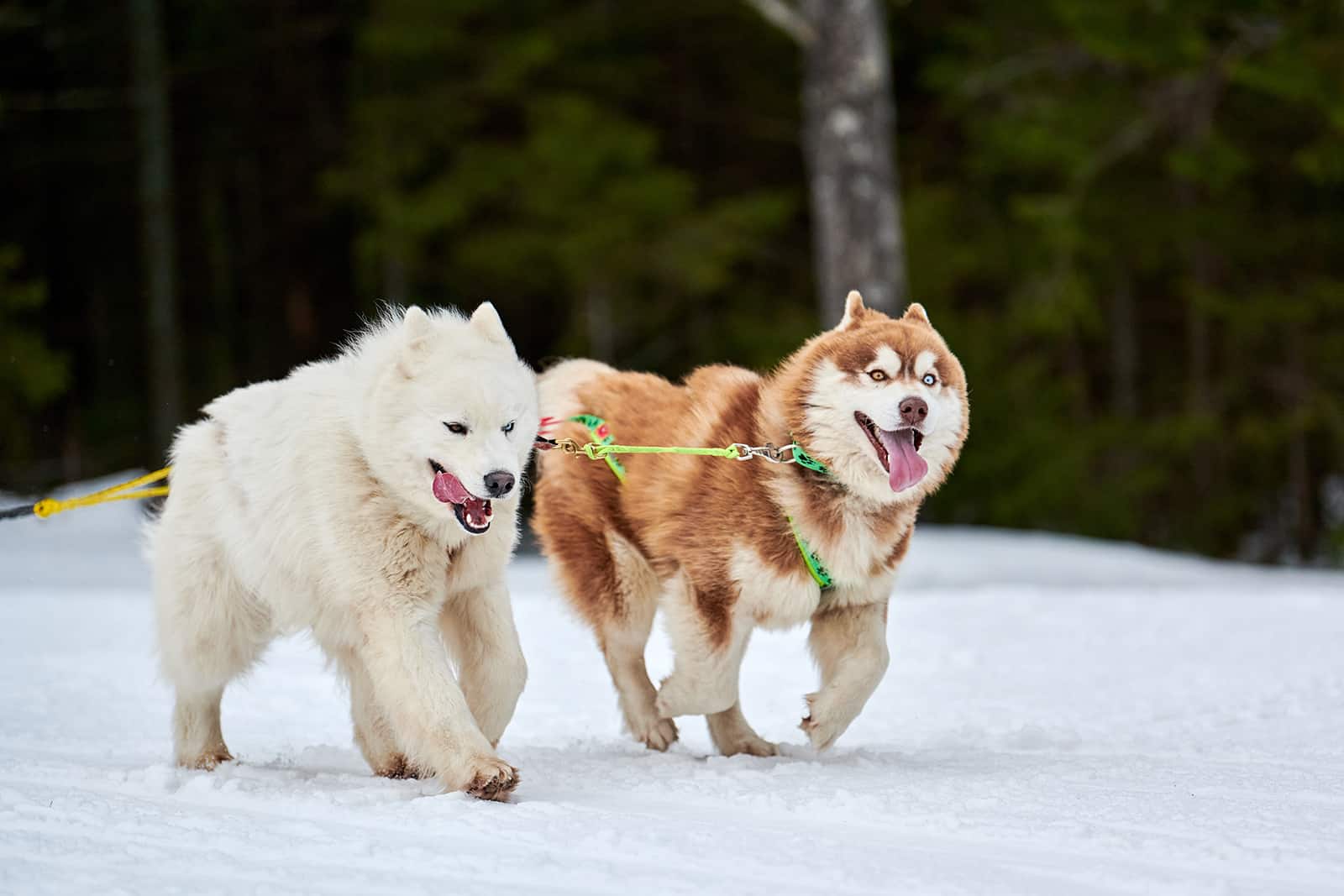 These 27 Russian Dog Breeds Will Leave You Amazed
