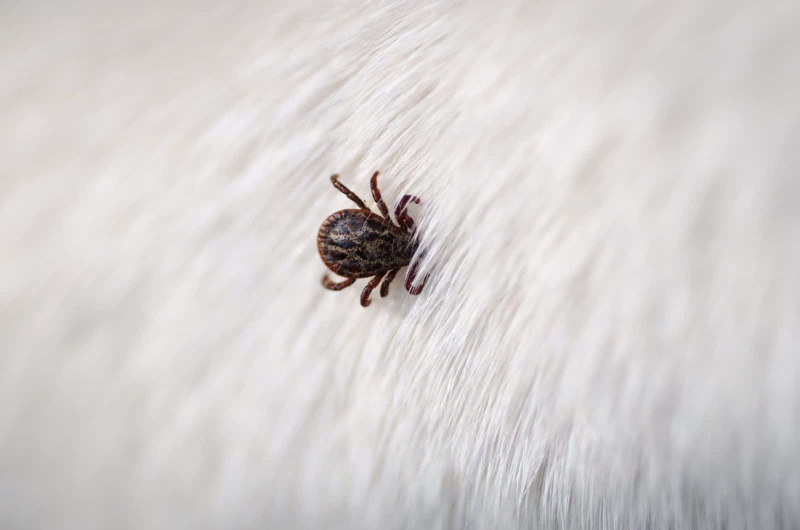 Tick in fur