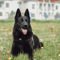 Black German Shepherd lying on the grass