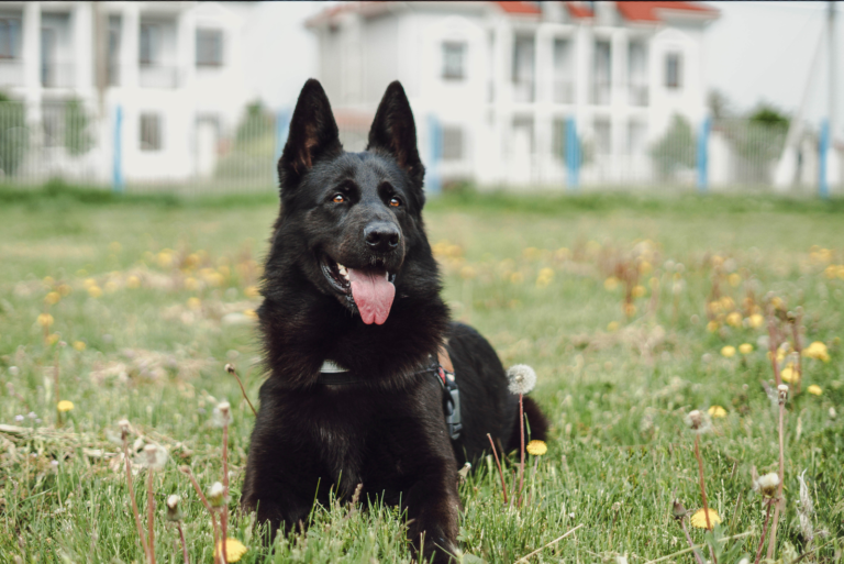Black German Shepherd lying on the grass