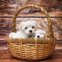 two teacup maltese dogs in a basket