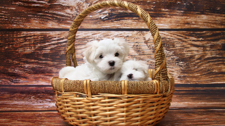 Top 5 Teacup Maltese Breeders That You Can Trust