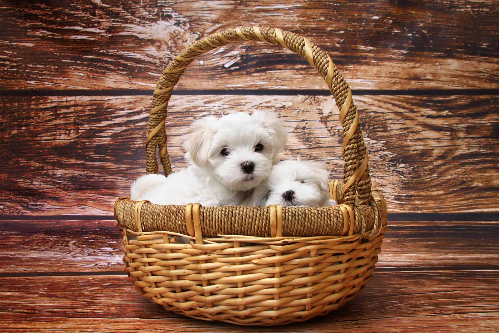 two teacup maltese dogs in a basket