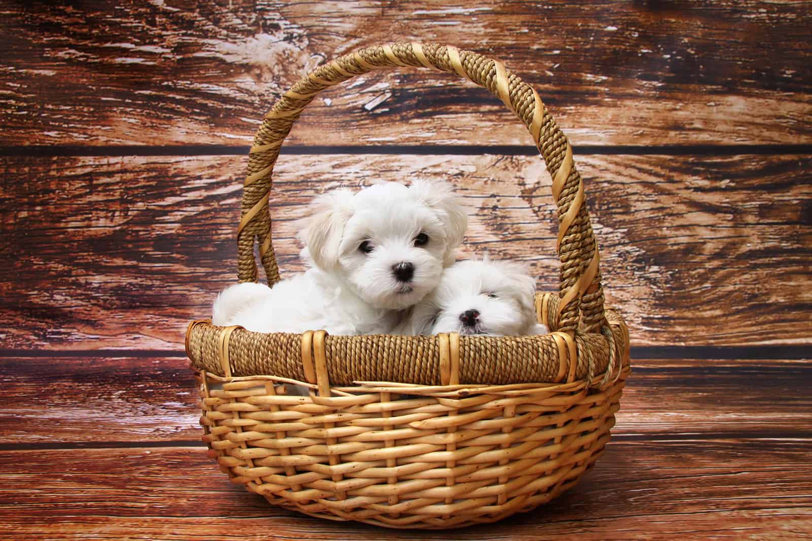 Top 5 Teacup Maltese Breeders That You Can Trust