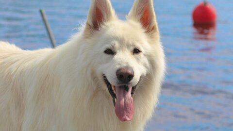 white german shepherd panting