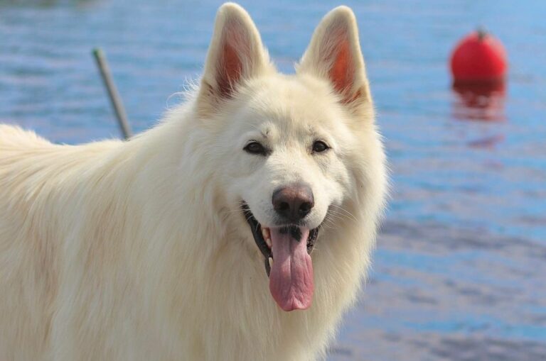white german shepherd panting