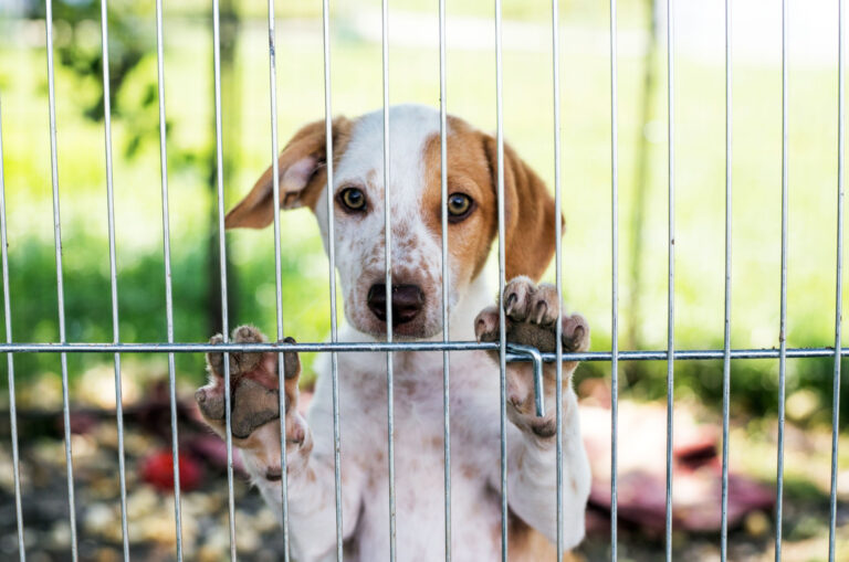 dog in a rescue shelter