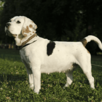 a beautiful white dog is standing on green grass