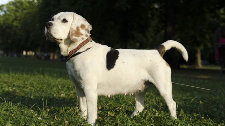 Top 9 Anti Dog Barking Devices That Will Make Your Life Easier