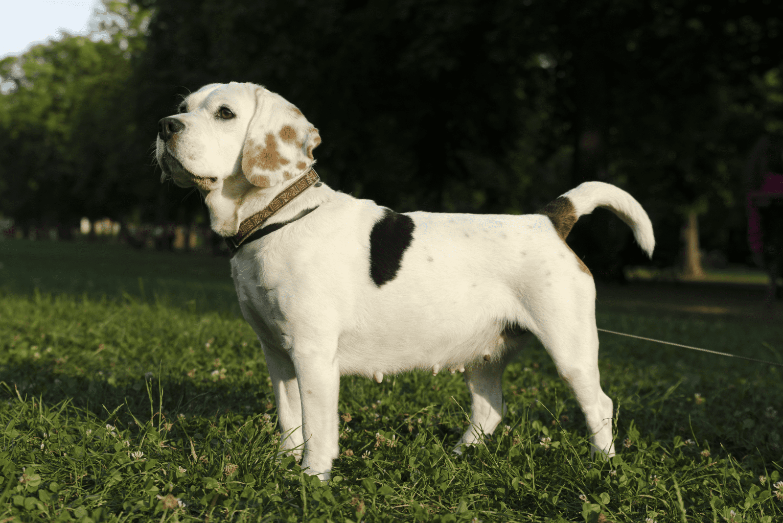 a beautiful white dog is standing on green grass