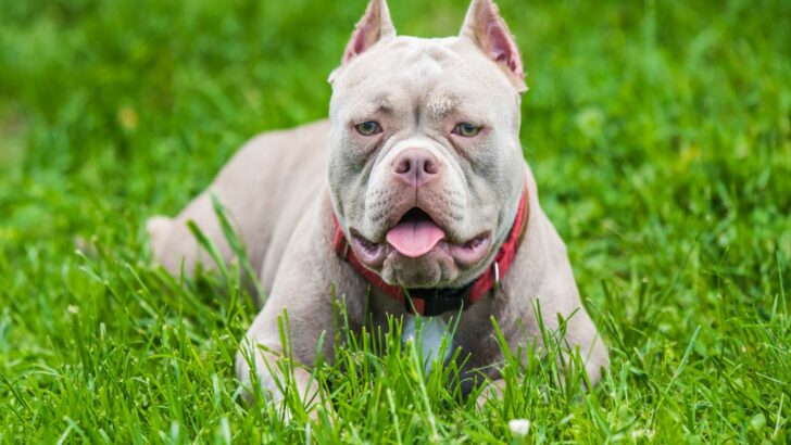 Pocket Bully Breeders: Top 9 Finest Picks