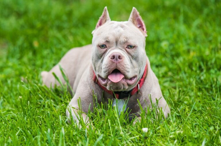 pocket bully in the grass
