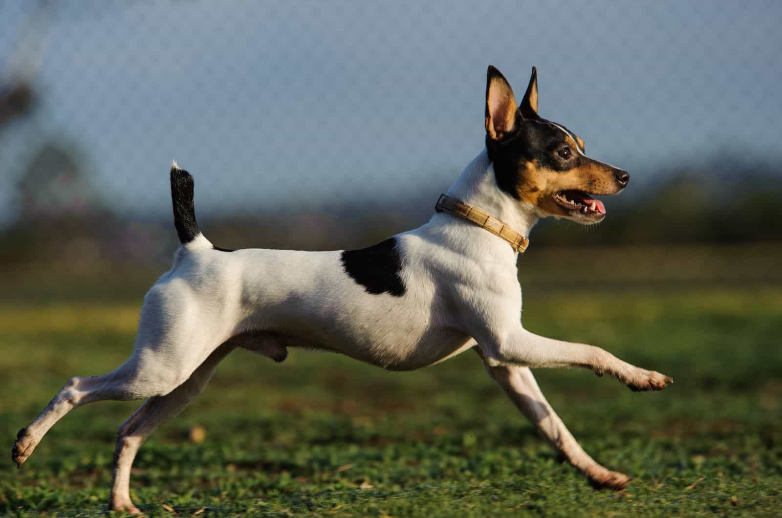 Toy Fox Terrier