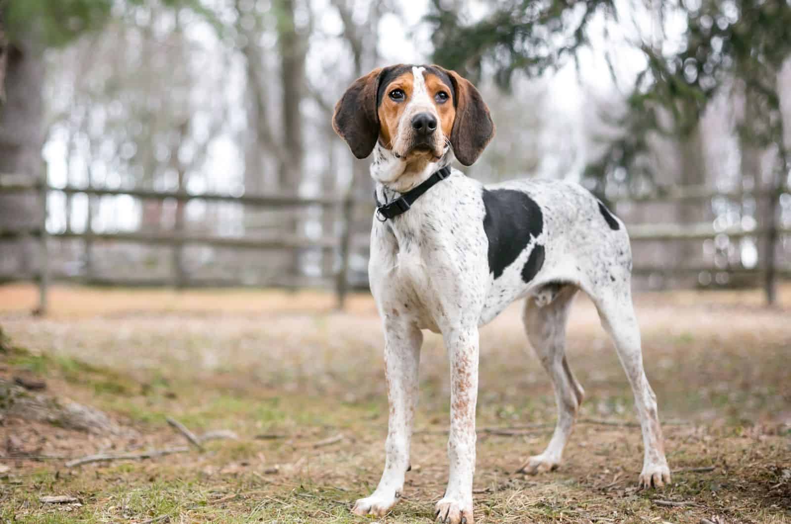 Treeing Walker Coonhounds