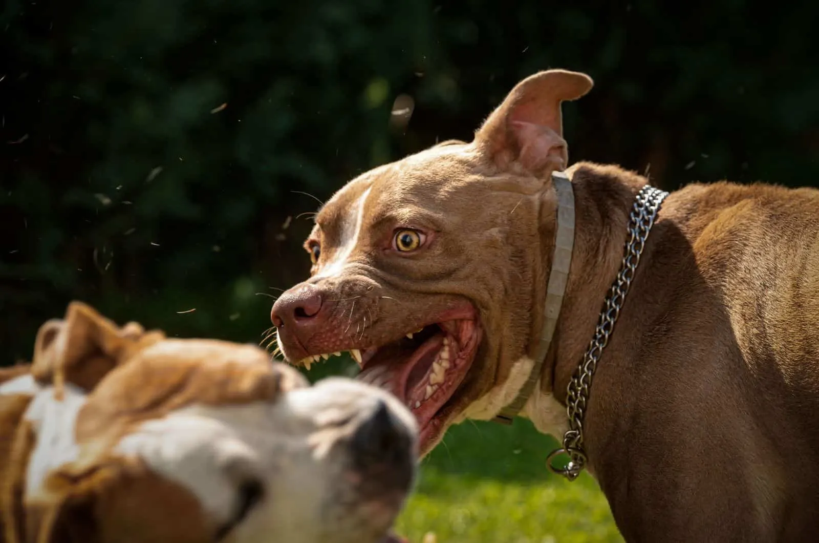Two dogs amstaff terrier fighting