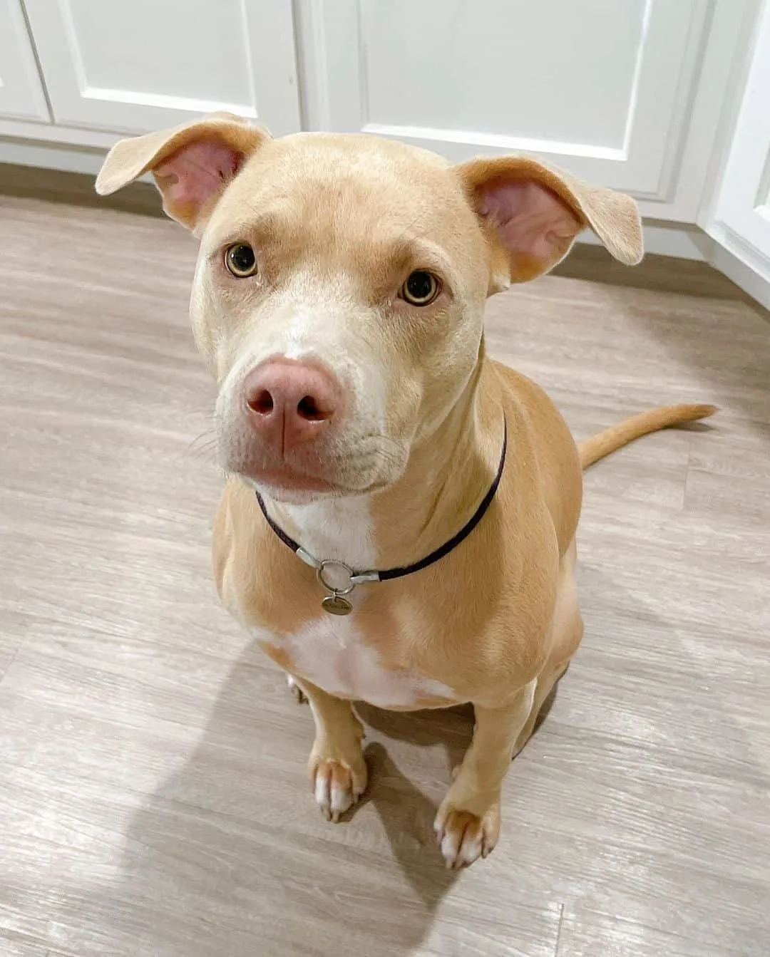 Weimaraner Pitbull mix