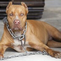 Dangerous dog or vicious dog brown pitbull fierce eyes in a big chain