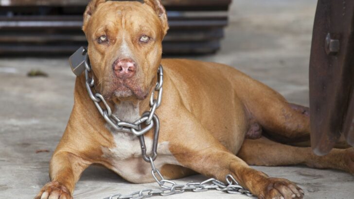 What Is A Bait Dog? The Ugly Truth