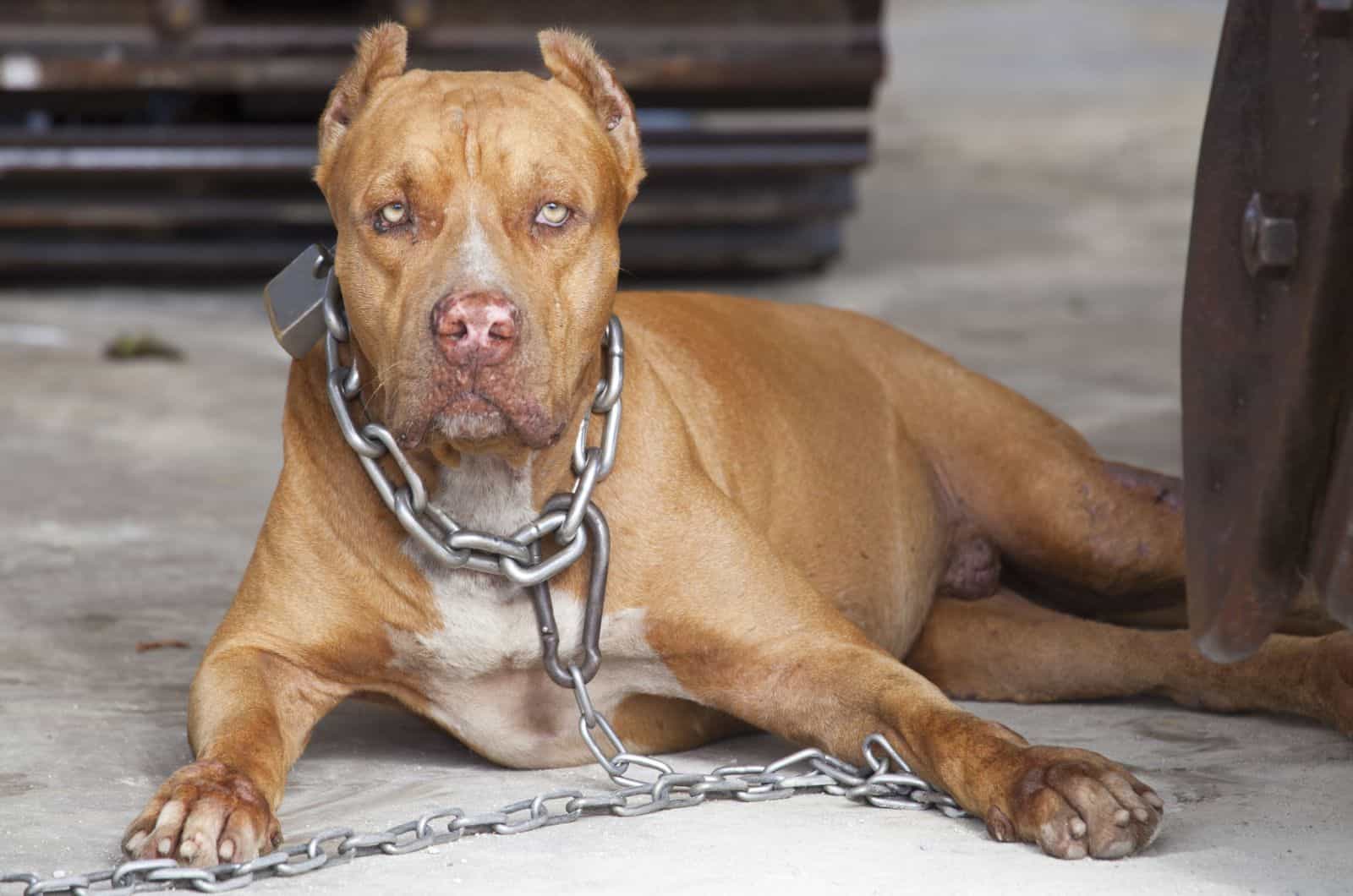 What Is A Bait Dog? The Ugly Truth