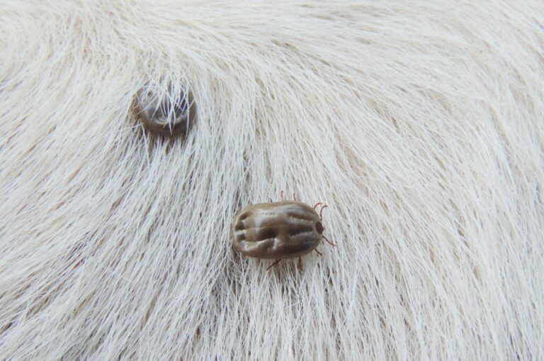 Tick in fur