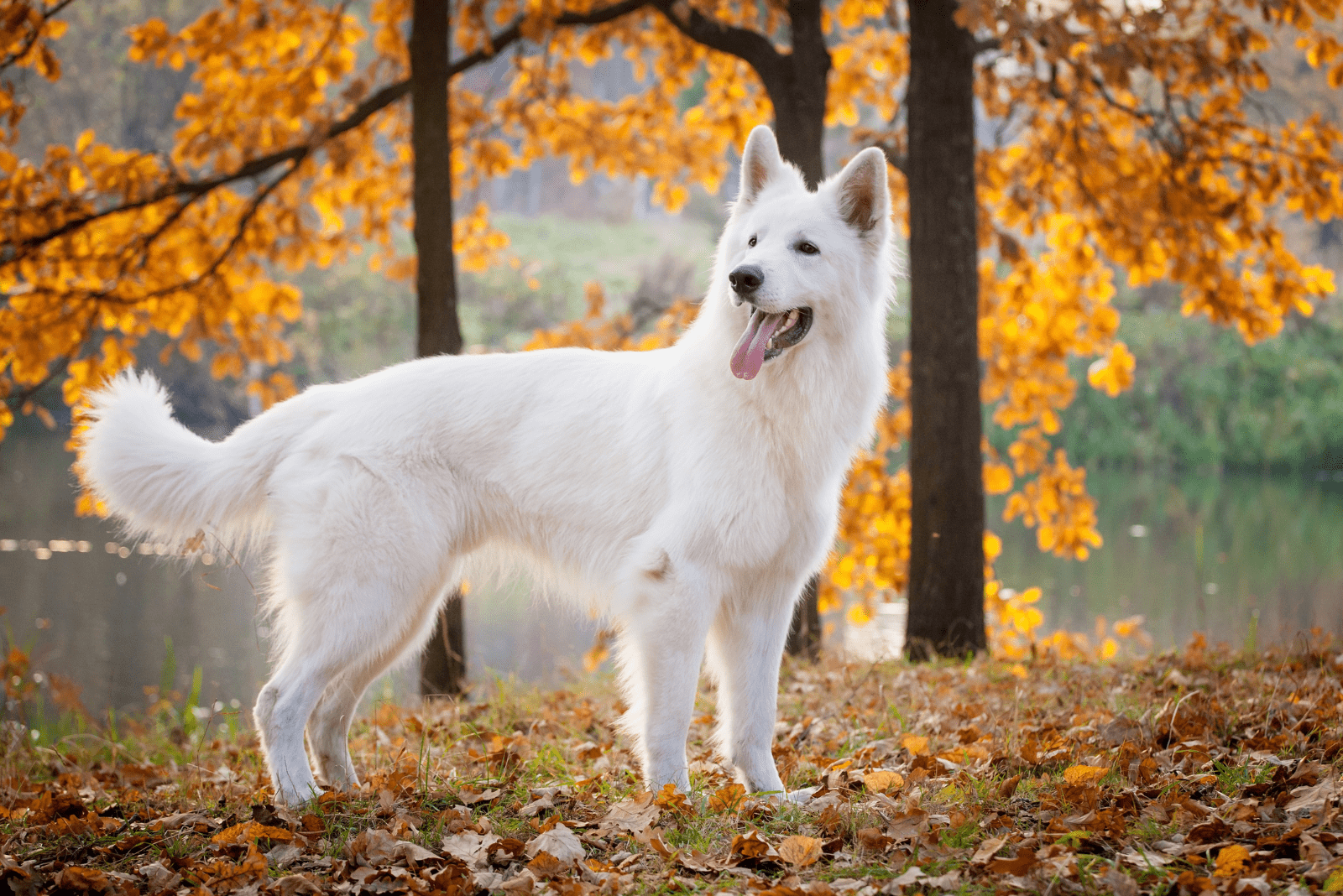 White Shepherd stands in the forest