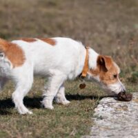 dog sniffing poop