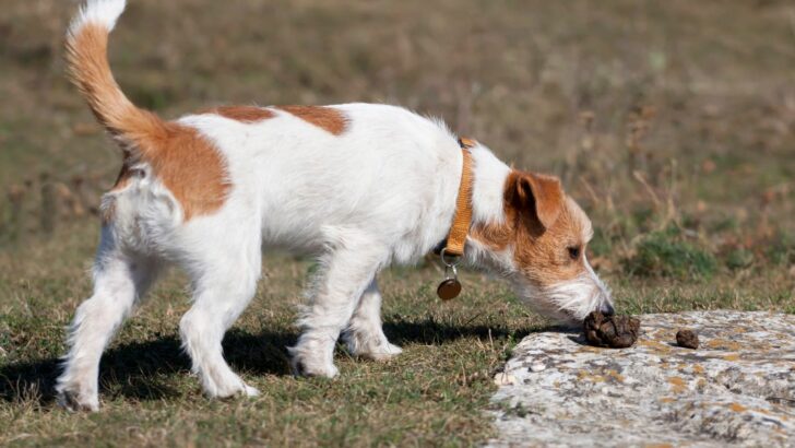 Why Do Dogs Eat Cat Poop: 6 Reasons And How To Stop It