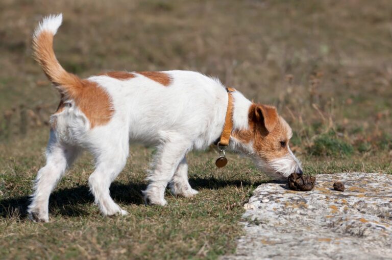 dog sniffing poop