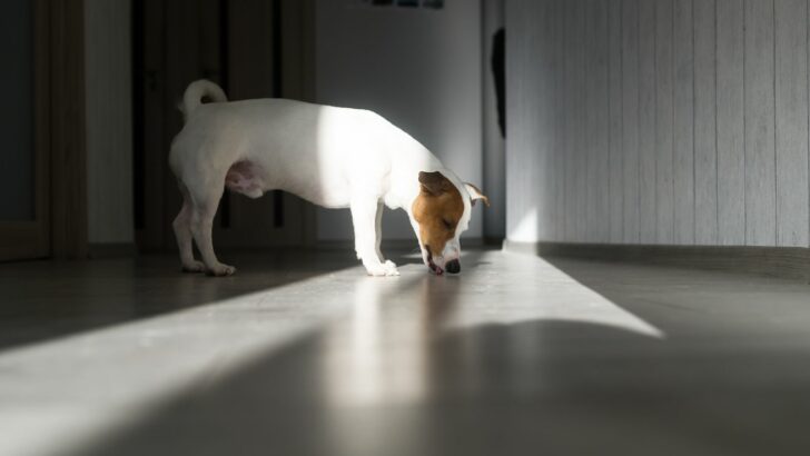 Why Does My Dog Lick Other Dogs’ Pee? Causes And Explanations
