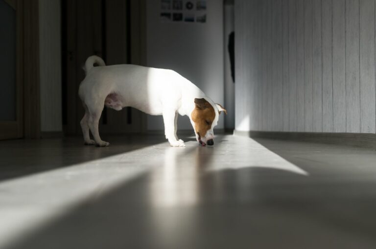 dog licking floor