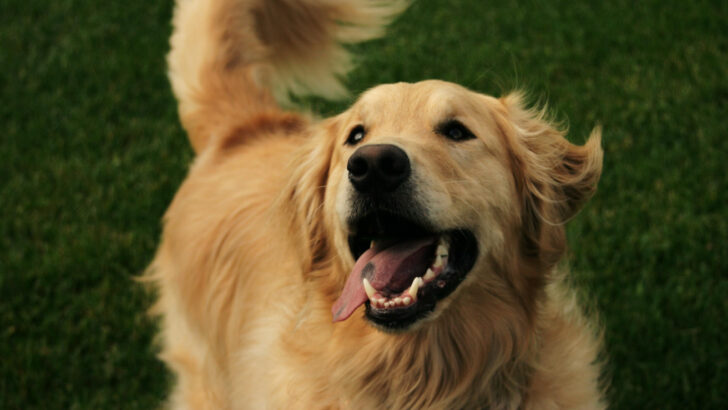 Why Does My Dog’s Breath Smell So Bad & How Do I Treat It?
