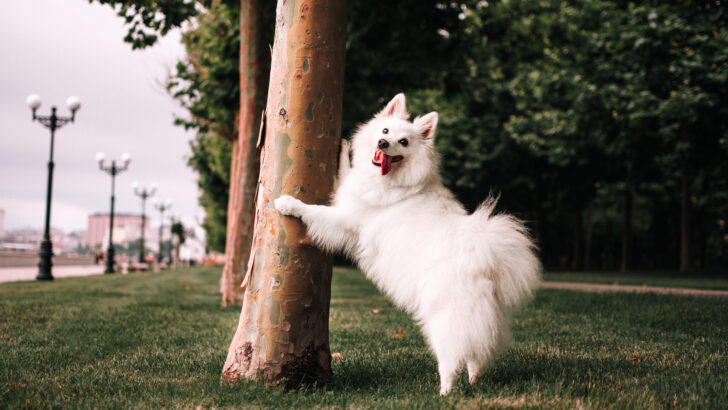 Why Does My Female Dog Hump All Of A Sudden? 10 Reasons