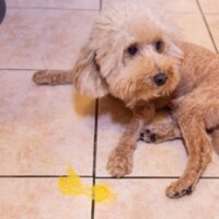 dog throwing up yellow fluid