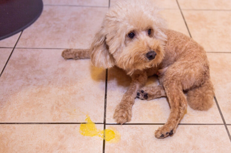 dog throwing up yellow fluid