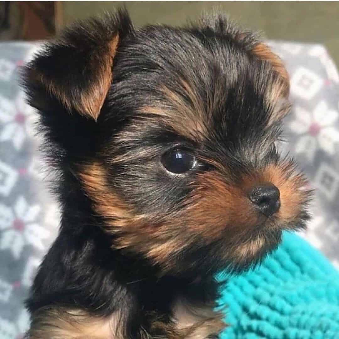 Yorkiepoo puppy